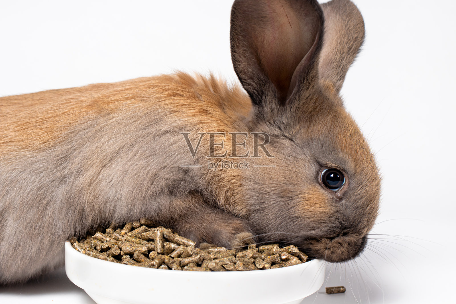 棕色的兔子爬上一盘配饲料,试图在白色的背景上吃到食物。平衡的饮食。照片摄影图片