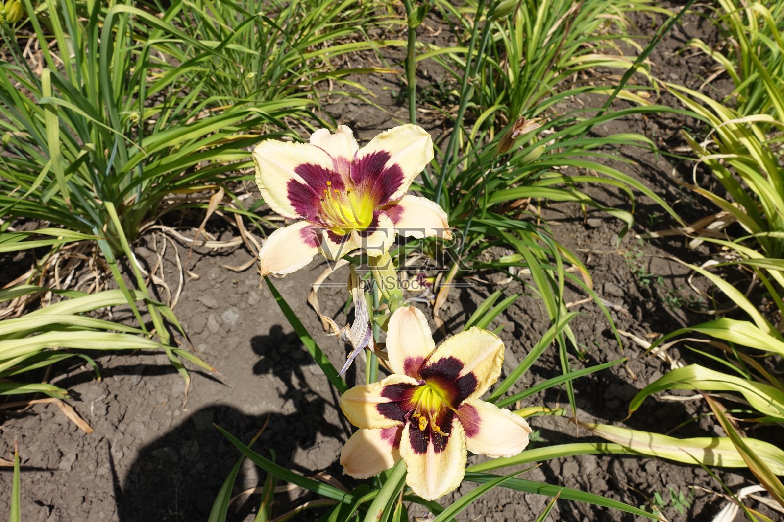 六月里淡黄色和紫色的黄花菜花照片摄影图片