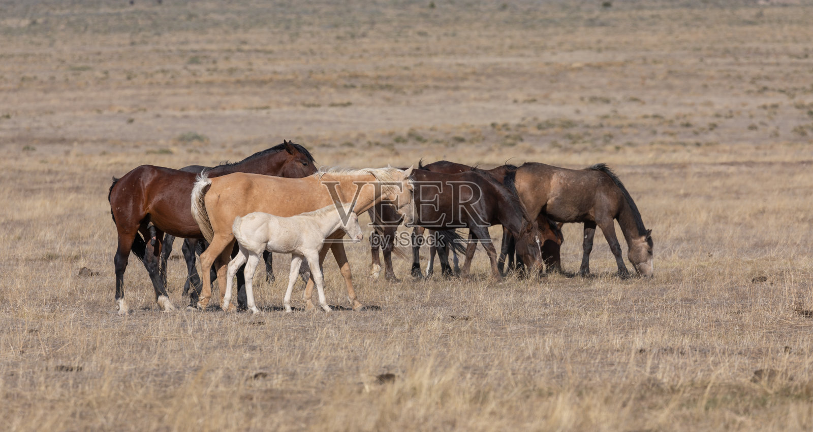犹他沙漠中的野马照片摄影图片