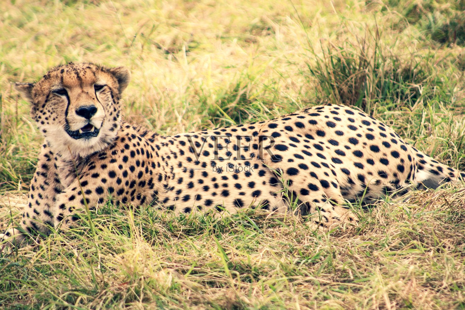 猎豹与幼崽照片摄影图片