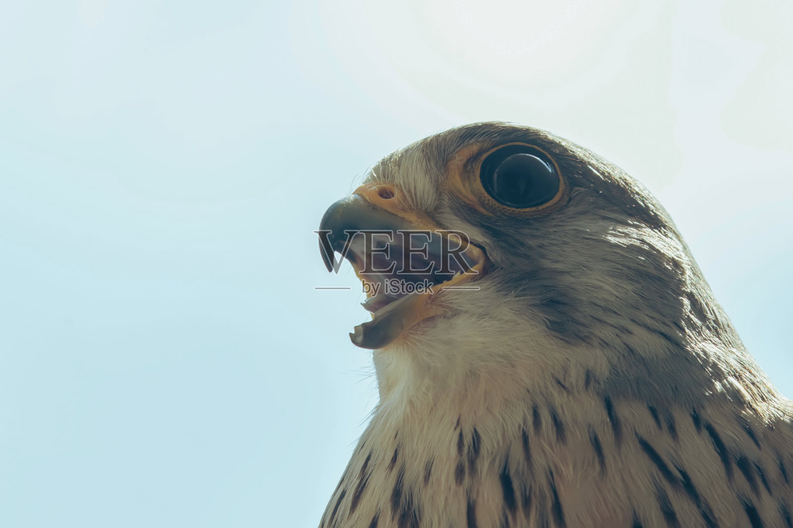 普通红隼肖像喙宽开(Falco tinnunculus)欧洲红隼。照片摄影图片