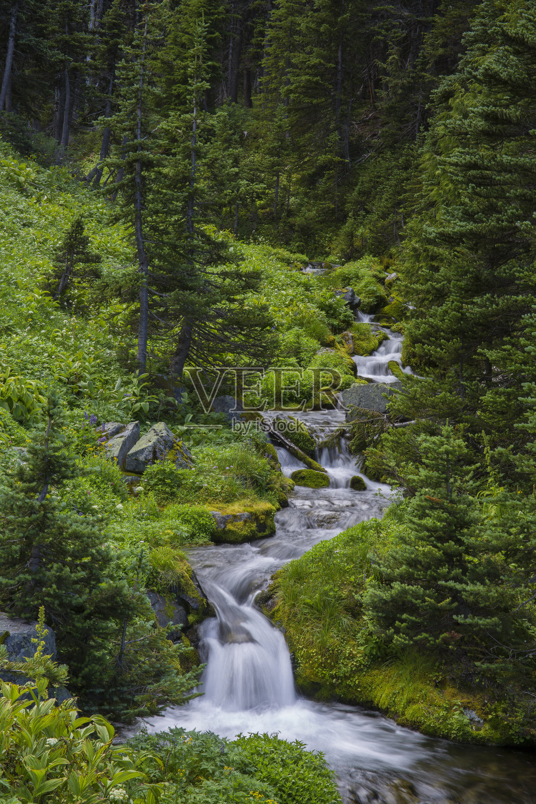 夏天,雷尼尔山国家公园里一条美丽的高山溪流被郁郁葱葱的植物环绕着照片摄影图片