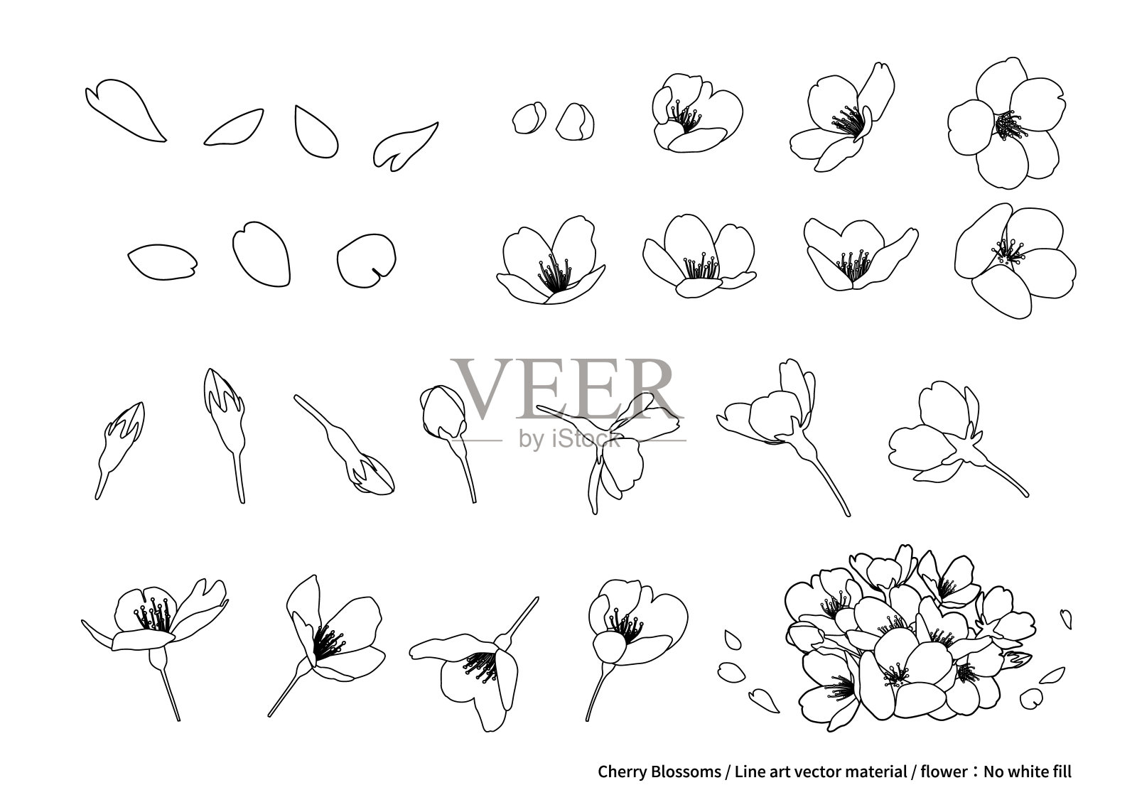 樱花,线条艺术插画。材料,设计部分。各种角度(黑白、线描、白色背景、花朵:无白色填充)插画图片素材