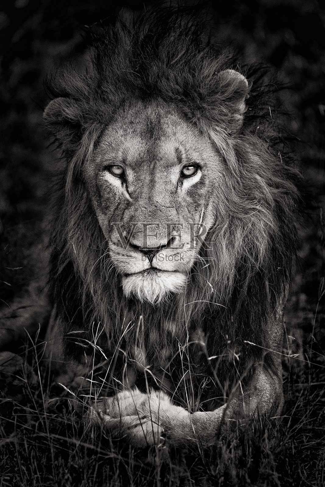 一只雄狮的肖像。照片摄影图片