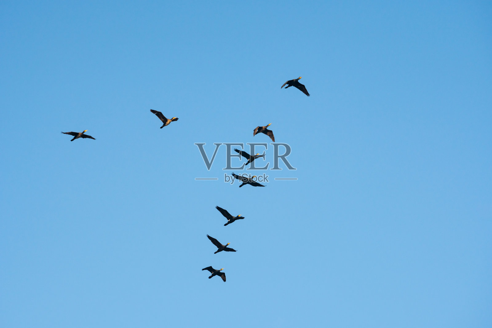 在蓝天下飞翔的鸬鹚。动物照片摄影图片