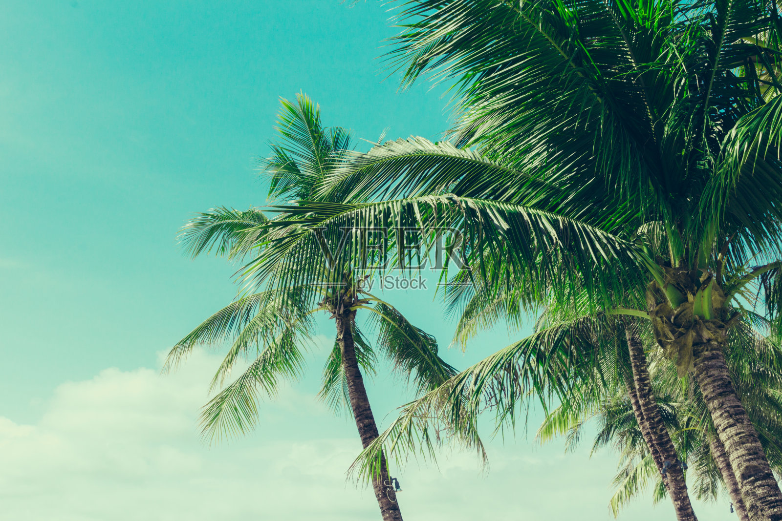 热带椰子树背景,佳酿照片摄影图片