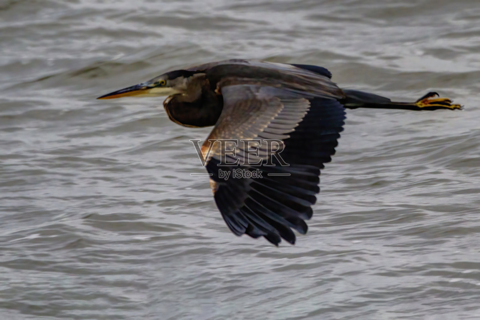 大蓝鹭飞过海水,加拿大不列颠哥伦比亚省温哥华照片摄影图片