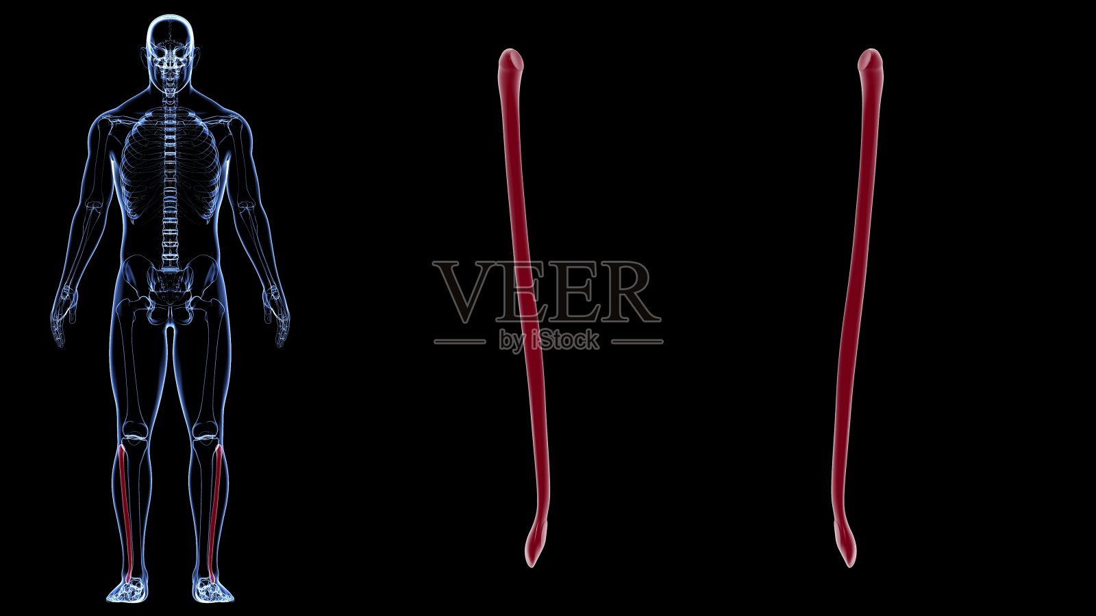 人体骨骼解剖腓骨骨3D渲染照片摄影图片