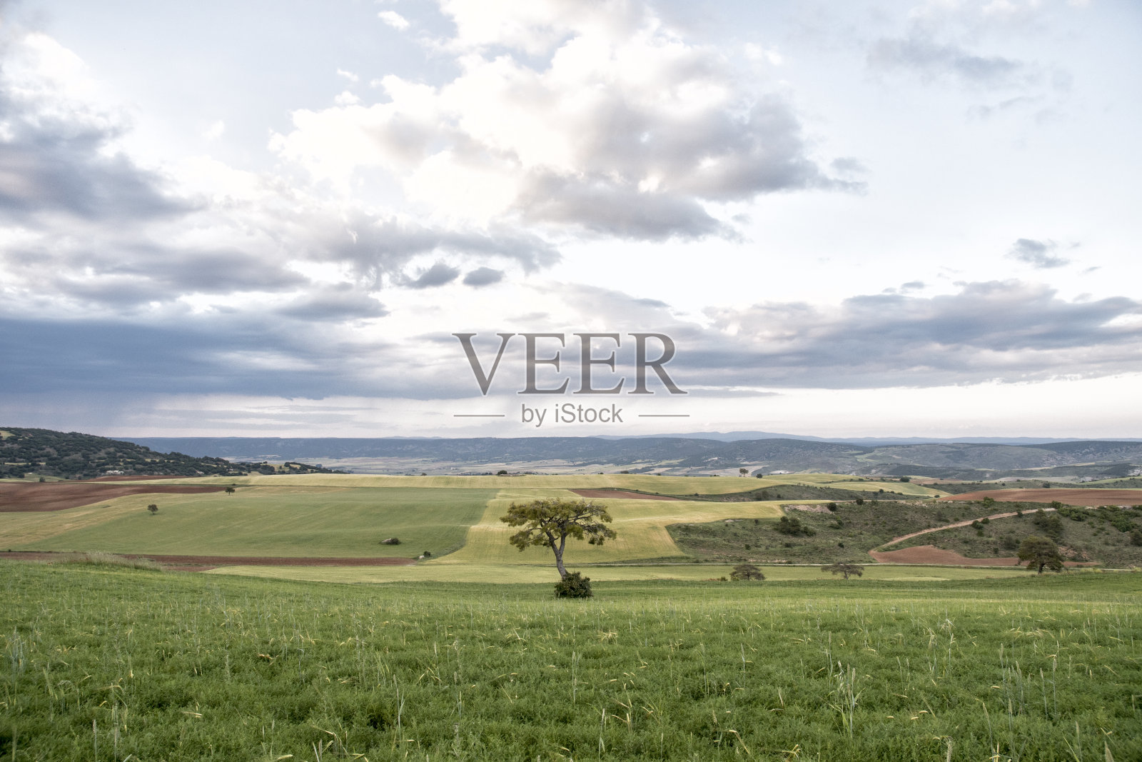 在麦田里的树照片摄影图片