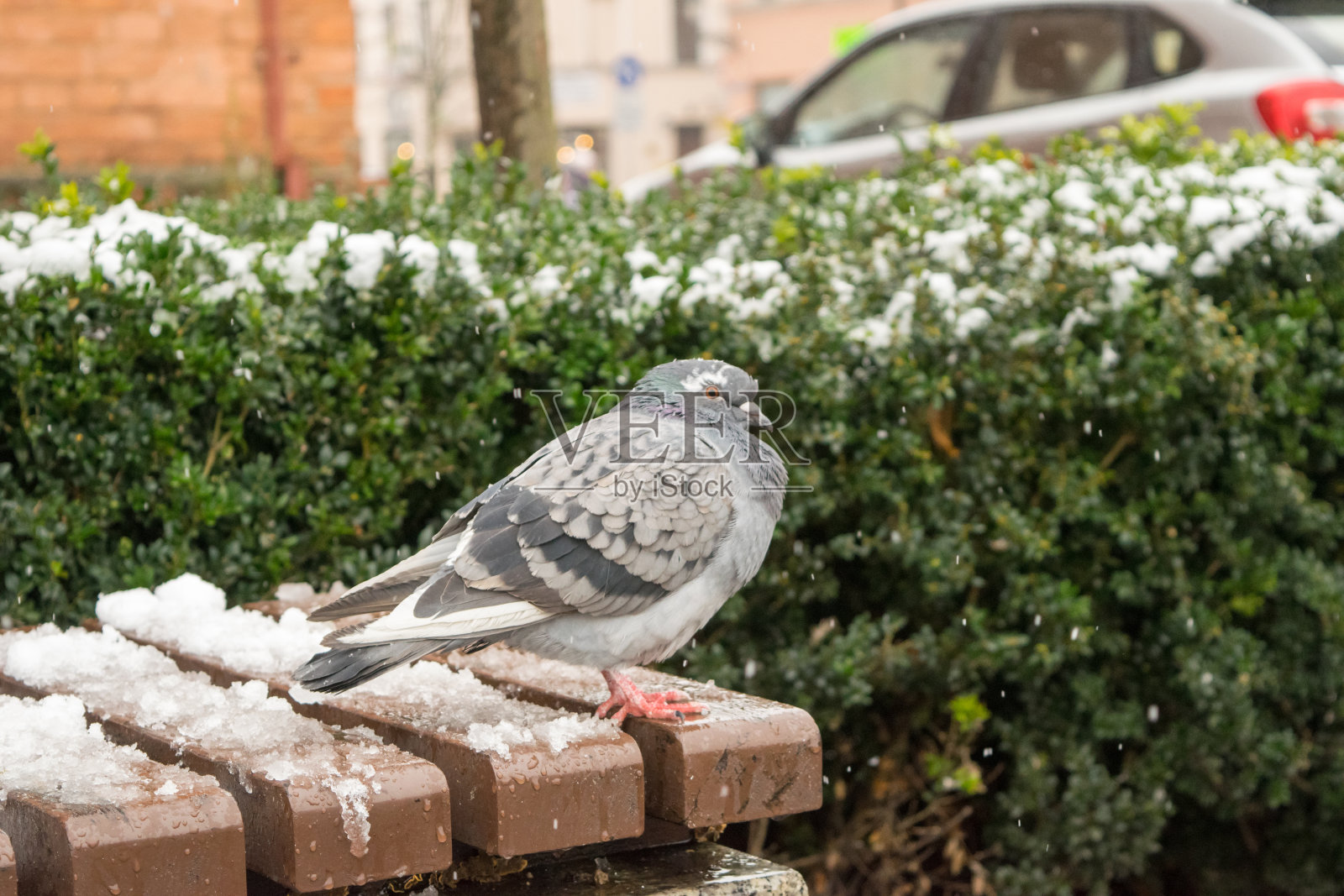鸽子在长凳上。灰色的鸽子在被雪覆盖的木凳上照片摄影图片