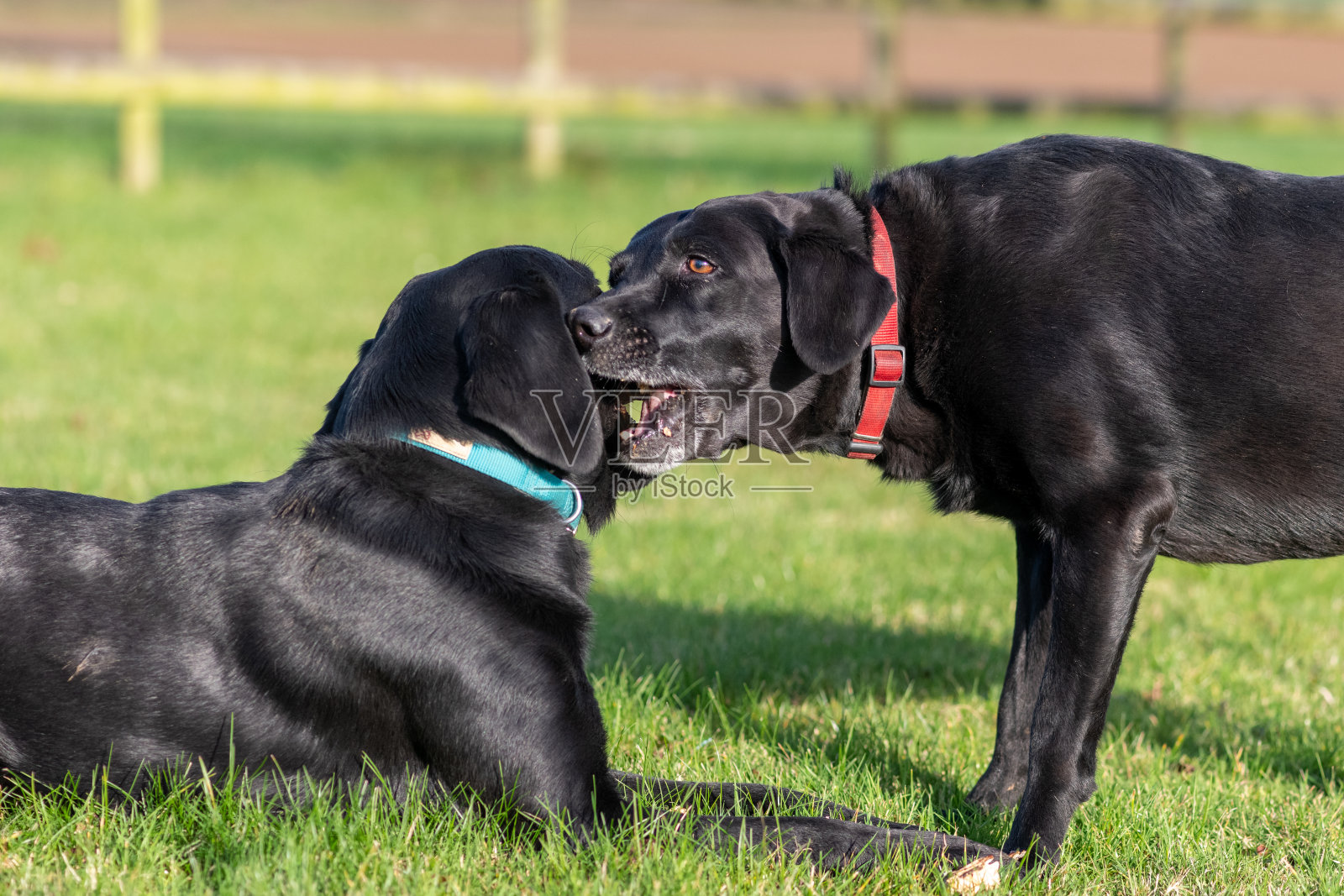 黑色拉布拉多照片摄影图片