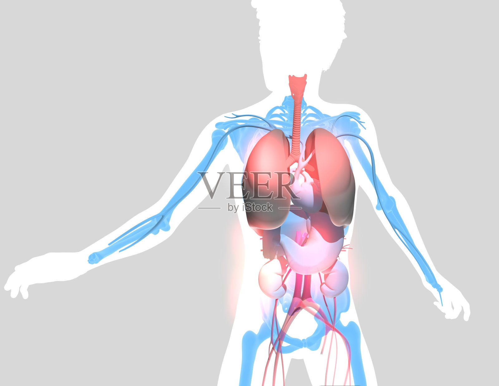 人体运动的三维插图显示内部器官。照片摄影图片