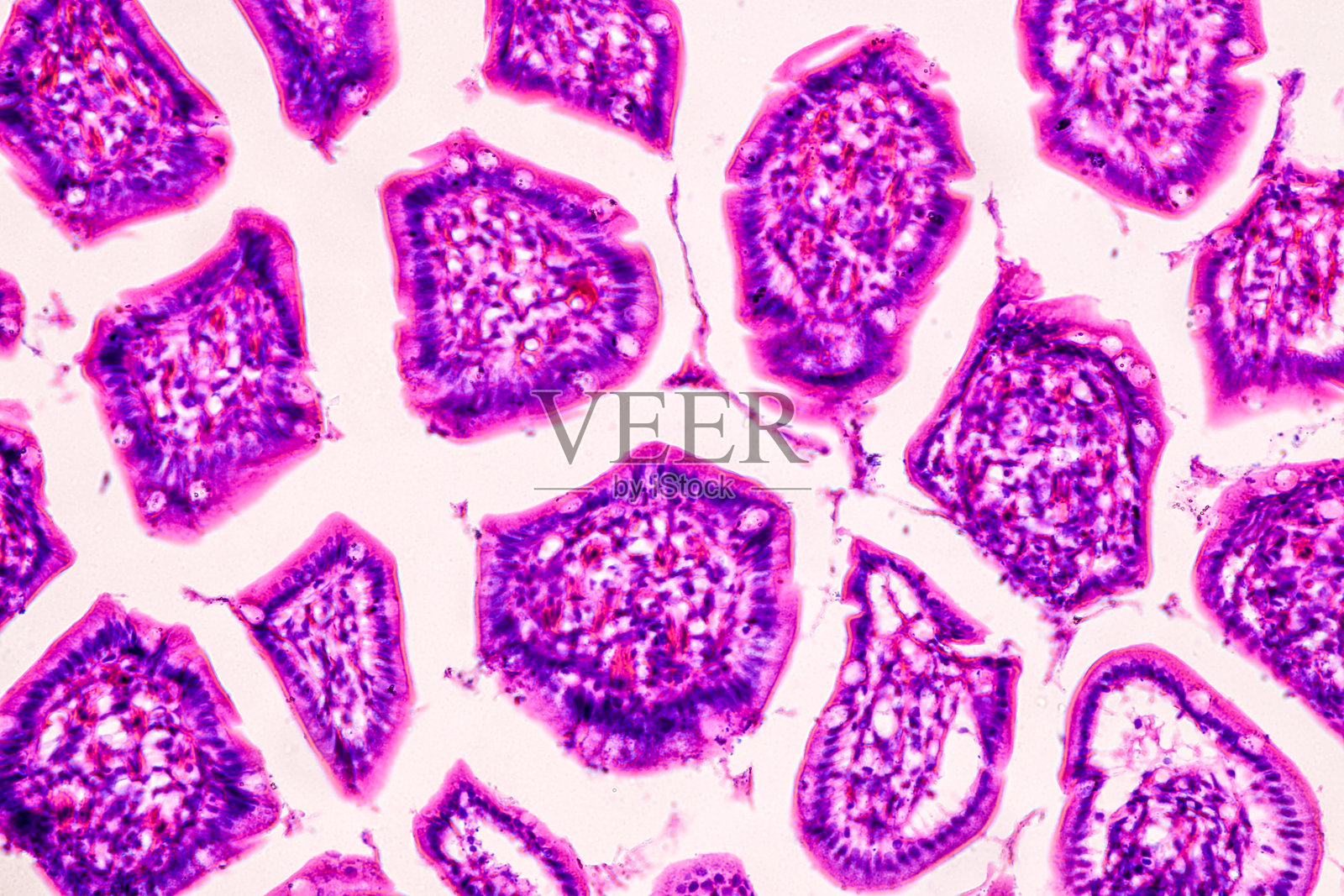 教育显微镜下人体解剖学和组织学标本。照片摄影图片