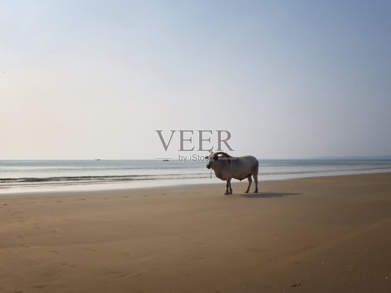 白角公牛站在大海对面的沙滩上。印度牛,神圣的牛,神圣的动物照片摄影图片