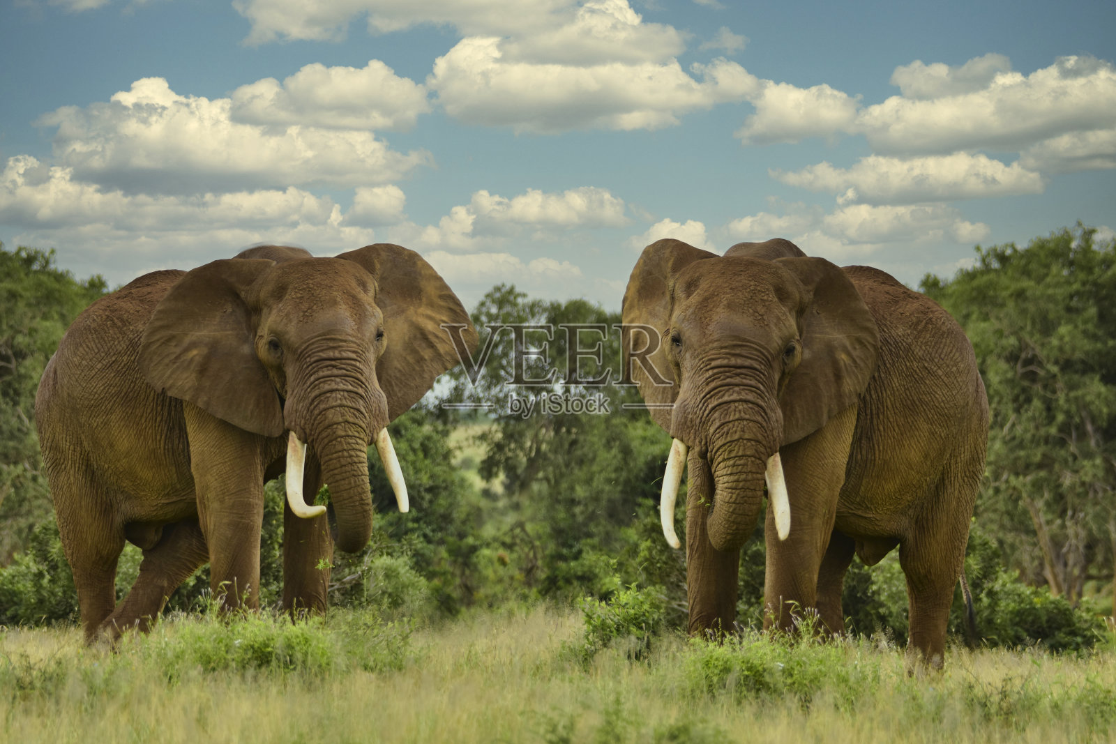 肯尼亚察沃东部和察沃西部国家公园的大象照片摄影图片