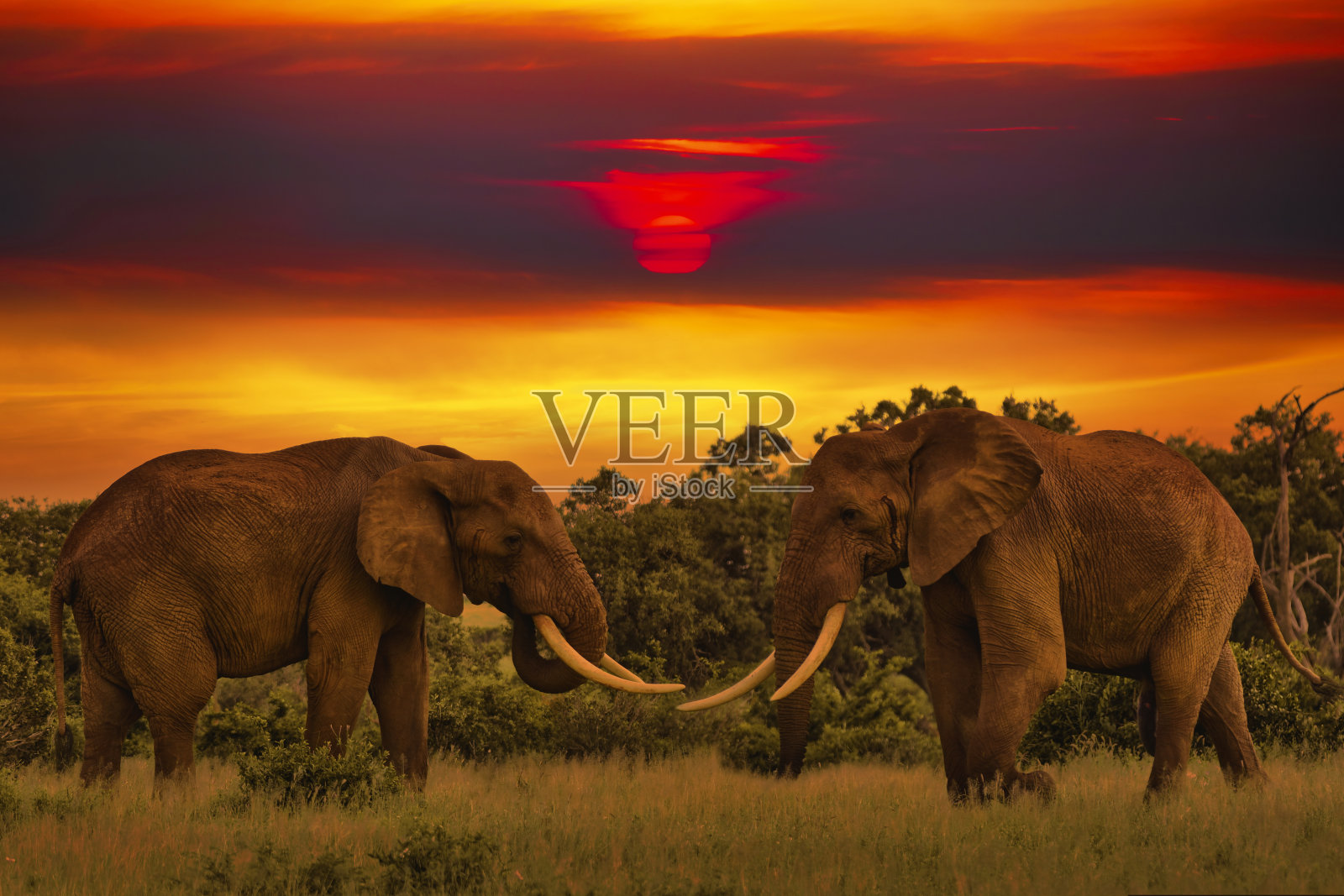 与大象一起的日出和日落照片摄影图片