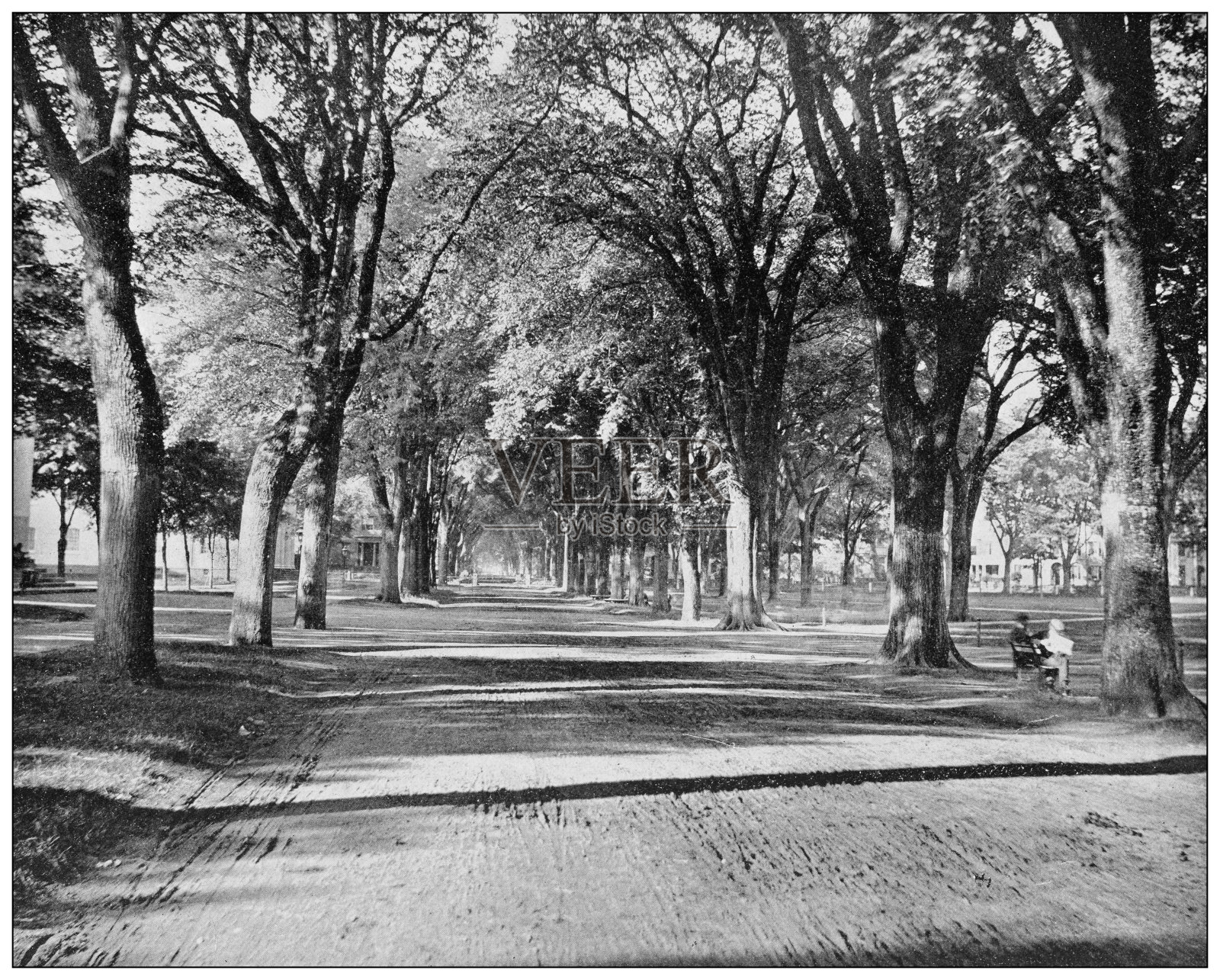 古董照片:榆树,纽黑文,康涅狄格州照片摄影图片