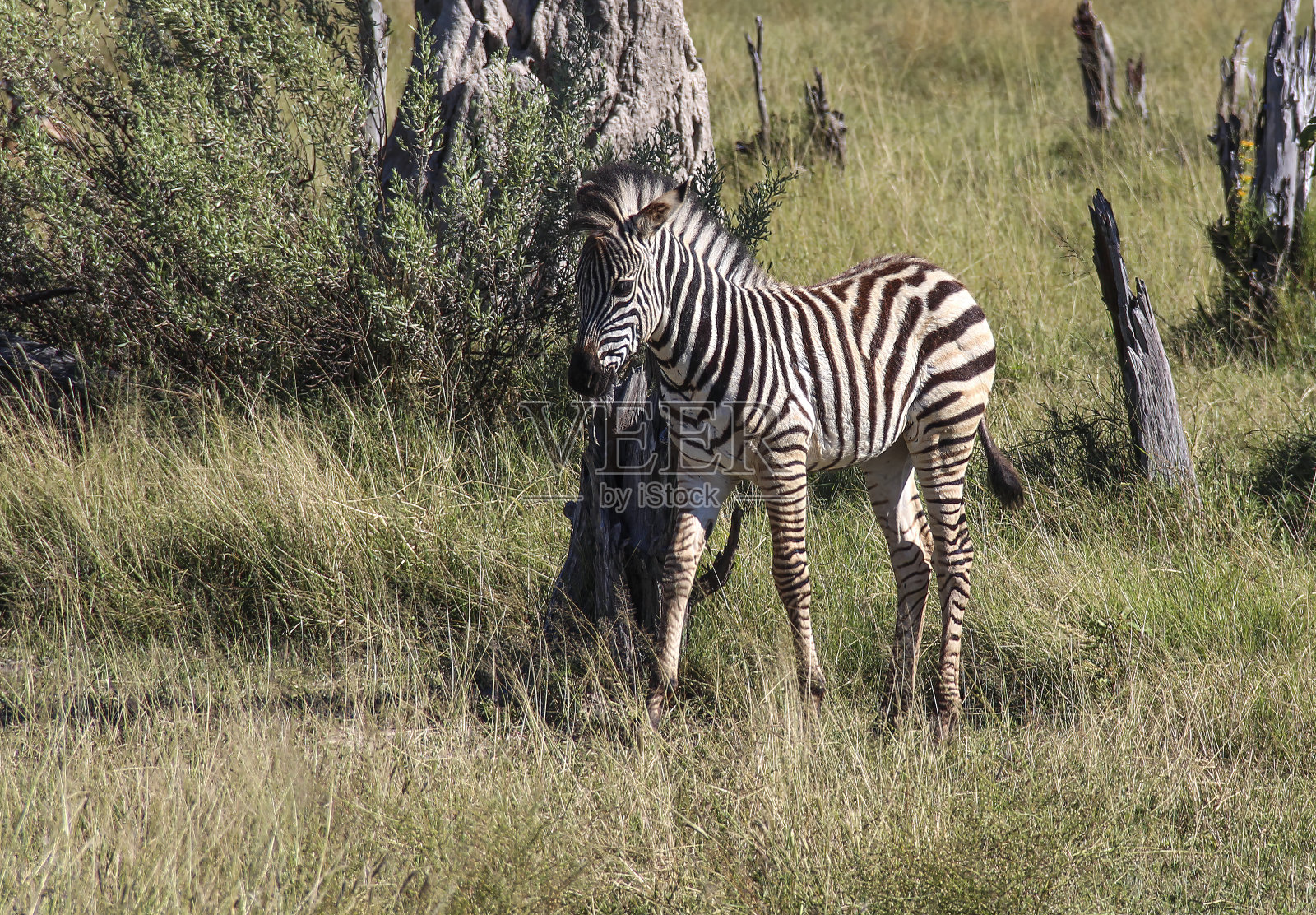 斑马和黑斑羚照片摄影图片