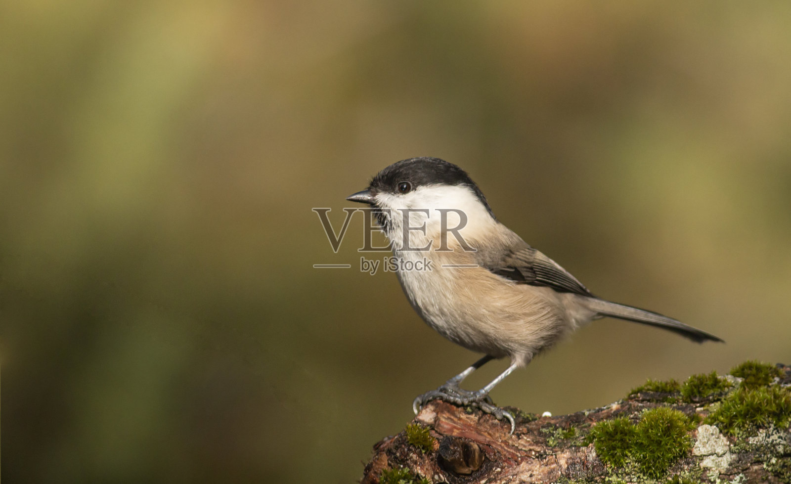 小柳山雀在秋天景观照片摄影图片