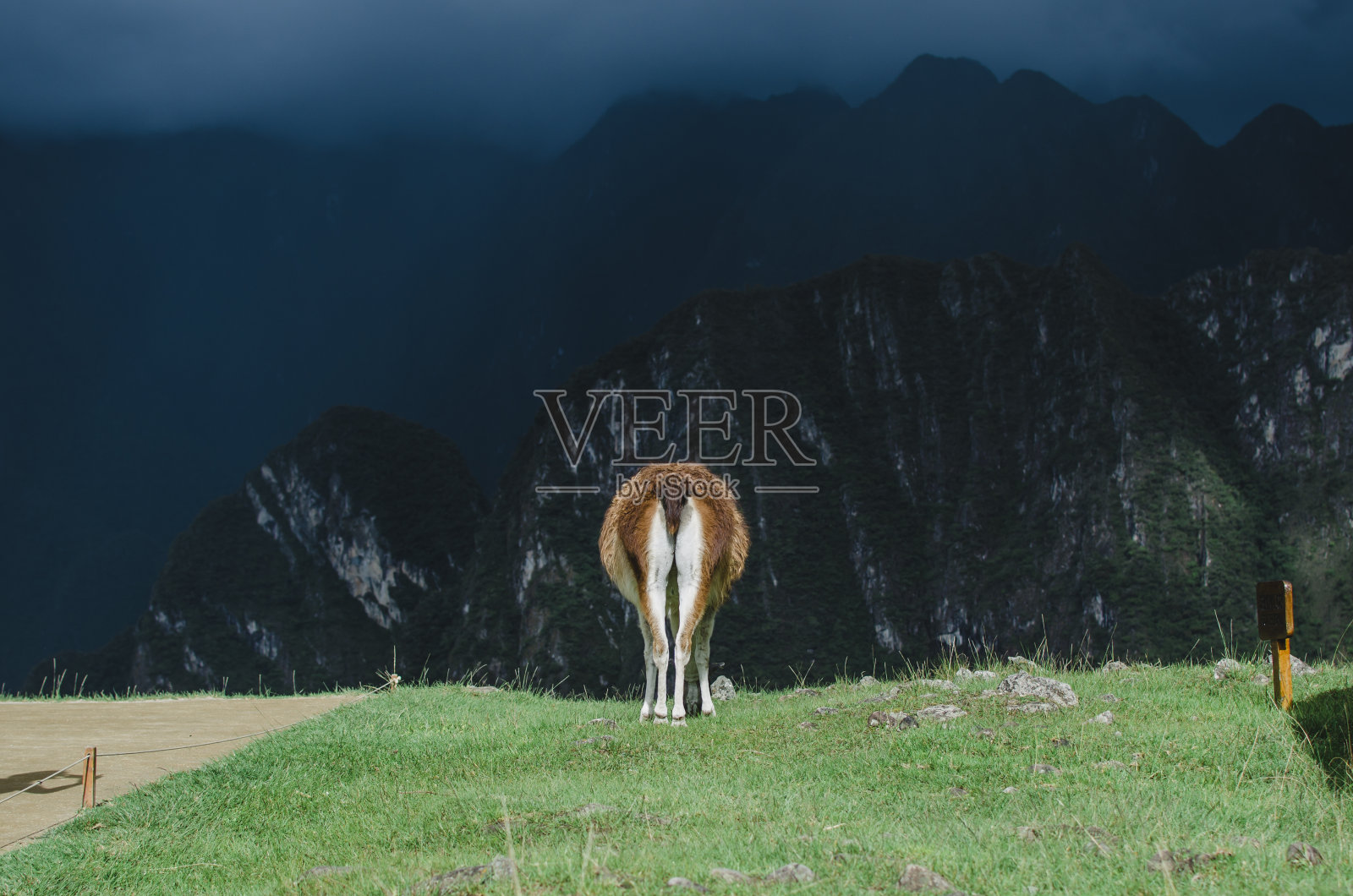 骆驼在吃草,后面是山。照片摄影图片