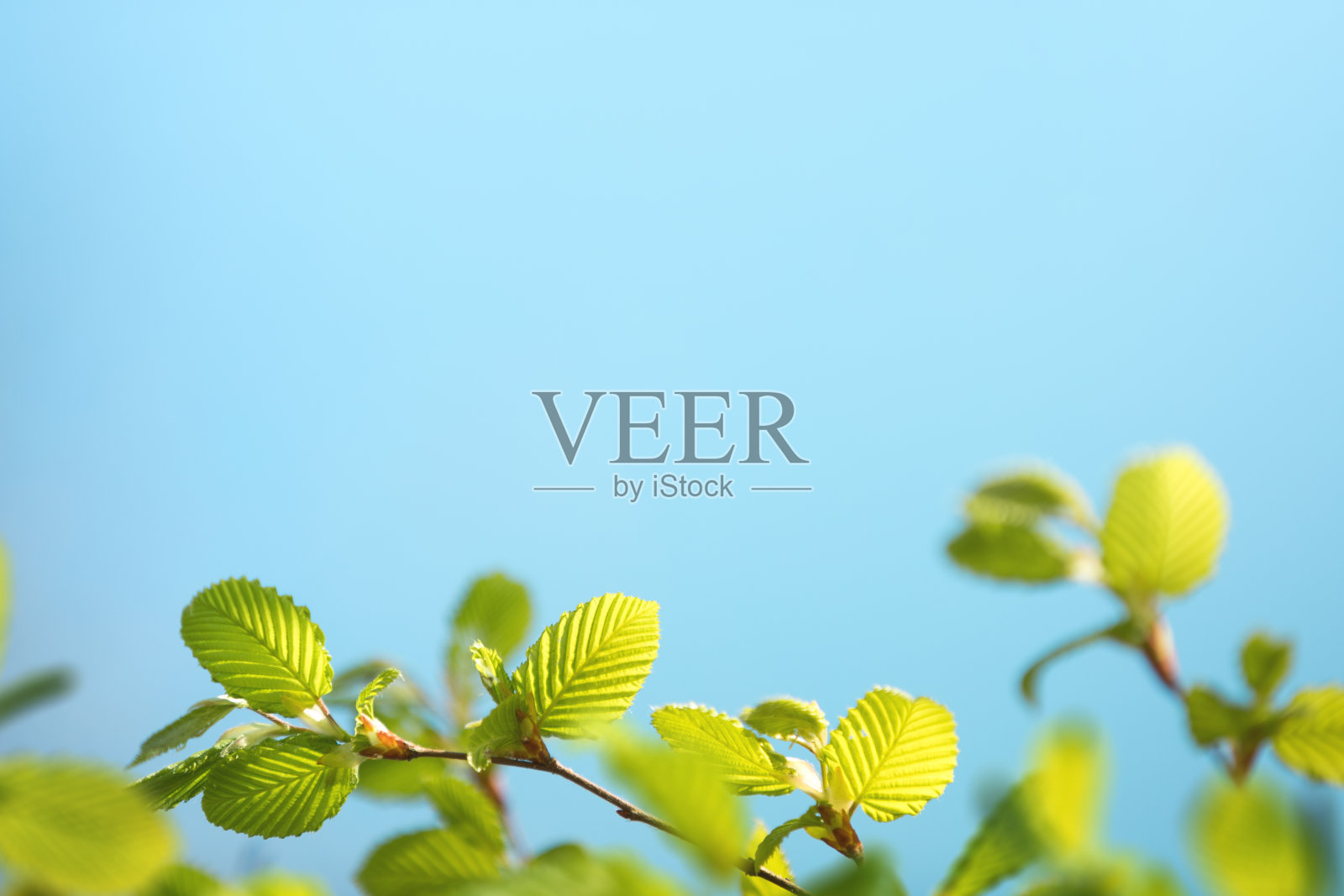 嫩绿的春叶照片摄影图片