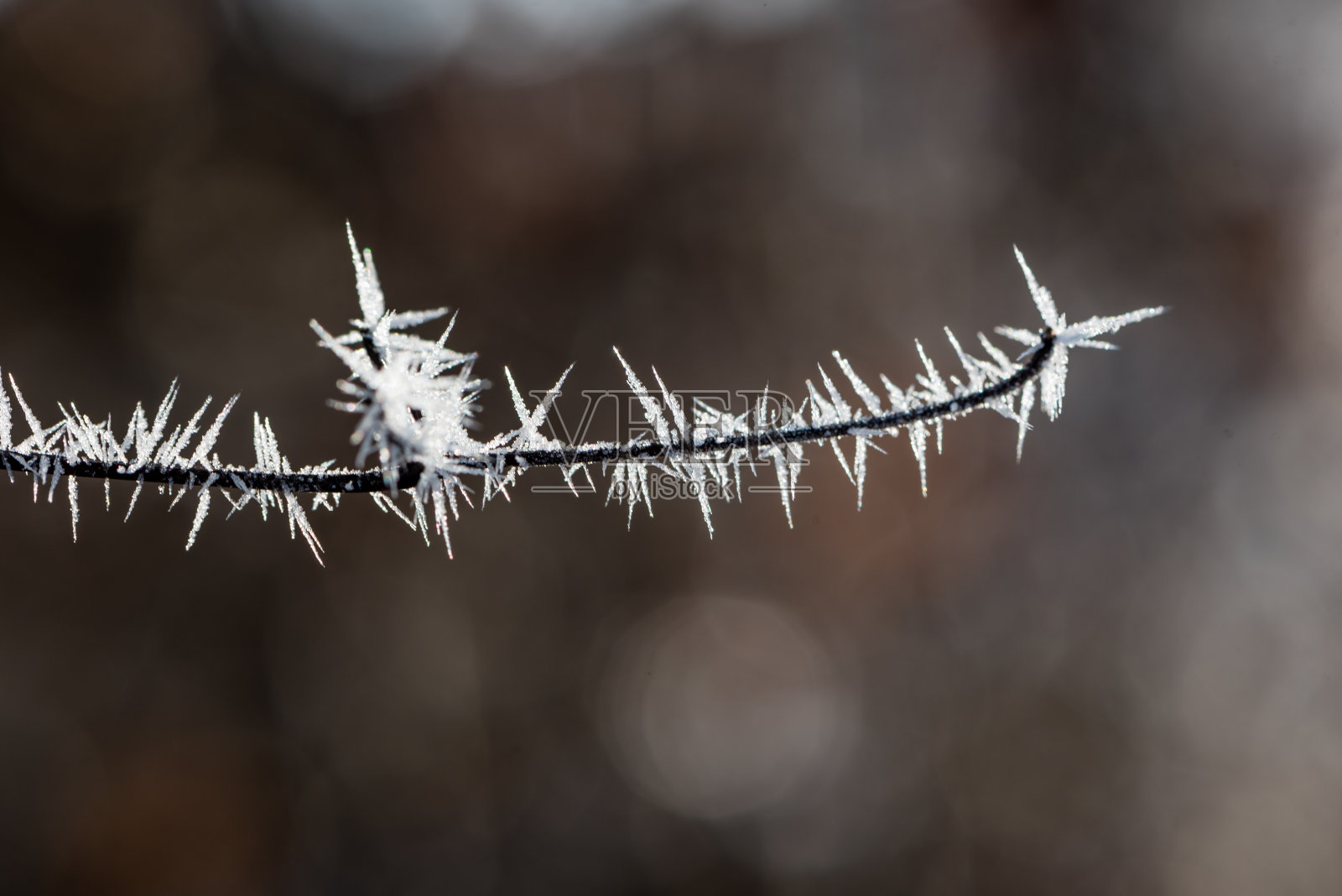 宏观上冻草照片摄影图片