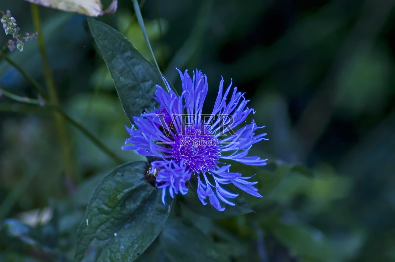 阳光照耀的林间空地和盛开的蓟或野生紫花近了照片摄影图片