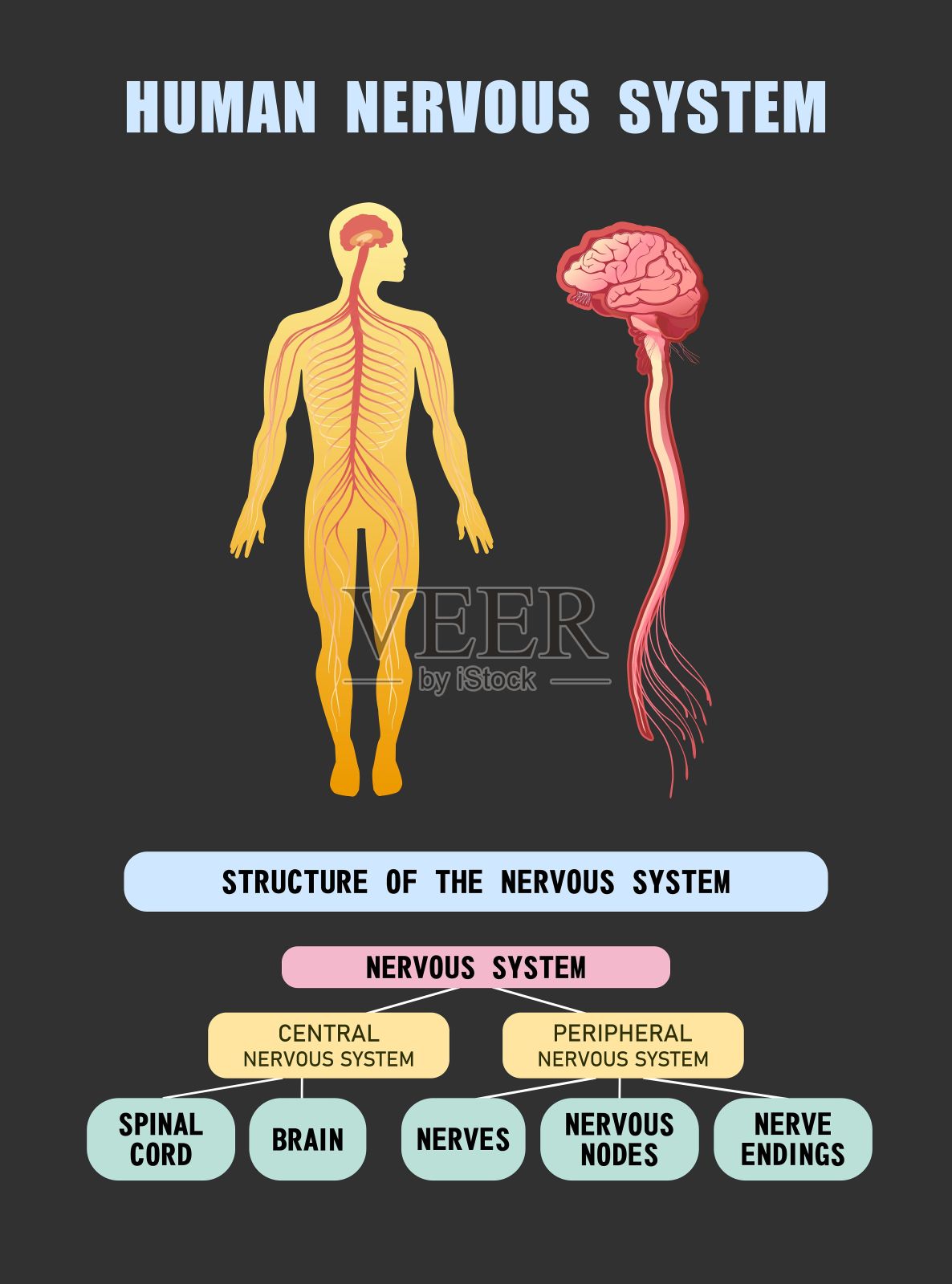 人类神经系统教育方案插画图片素材