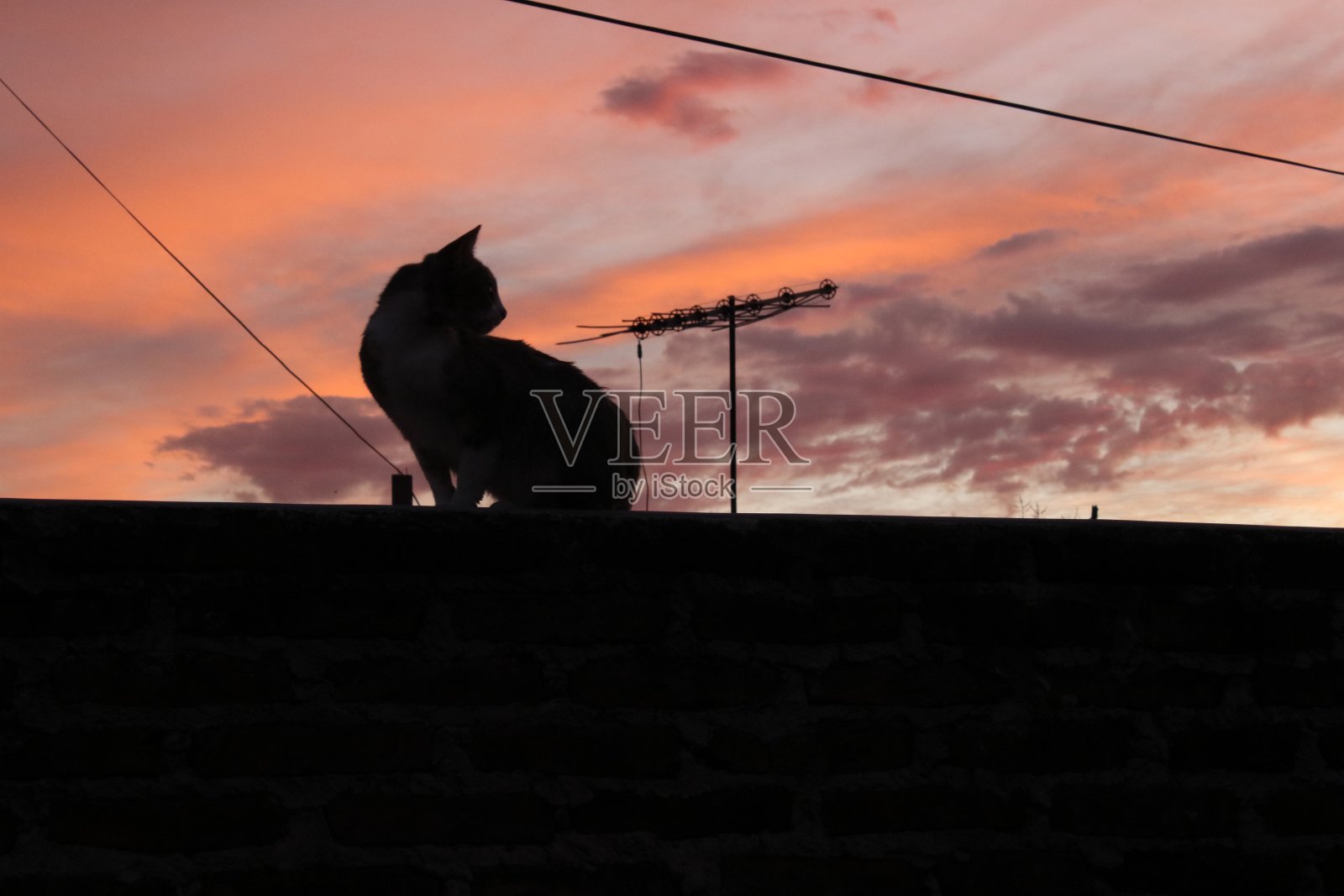 屋顶上的猫和粉红色的天空照片摄影图片