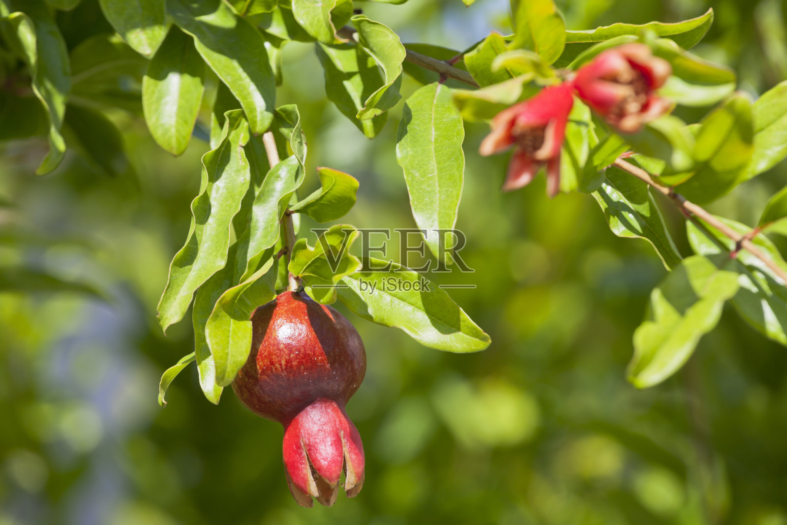 花园里的一棵树上有石榴照片摄影图片