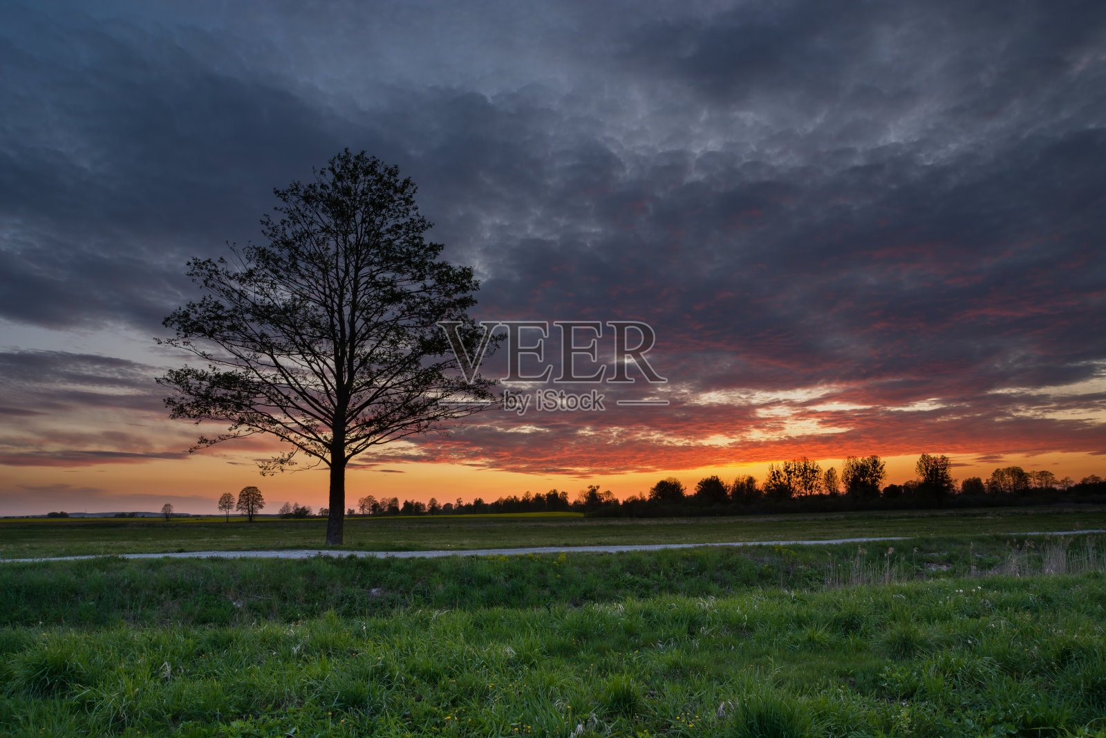 美丽的日落和草地上的一棵树照片摄影图片