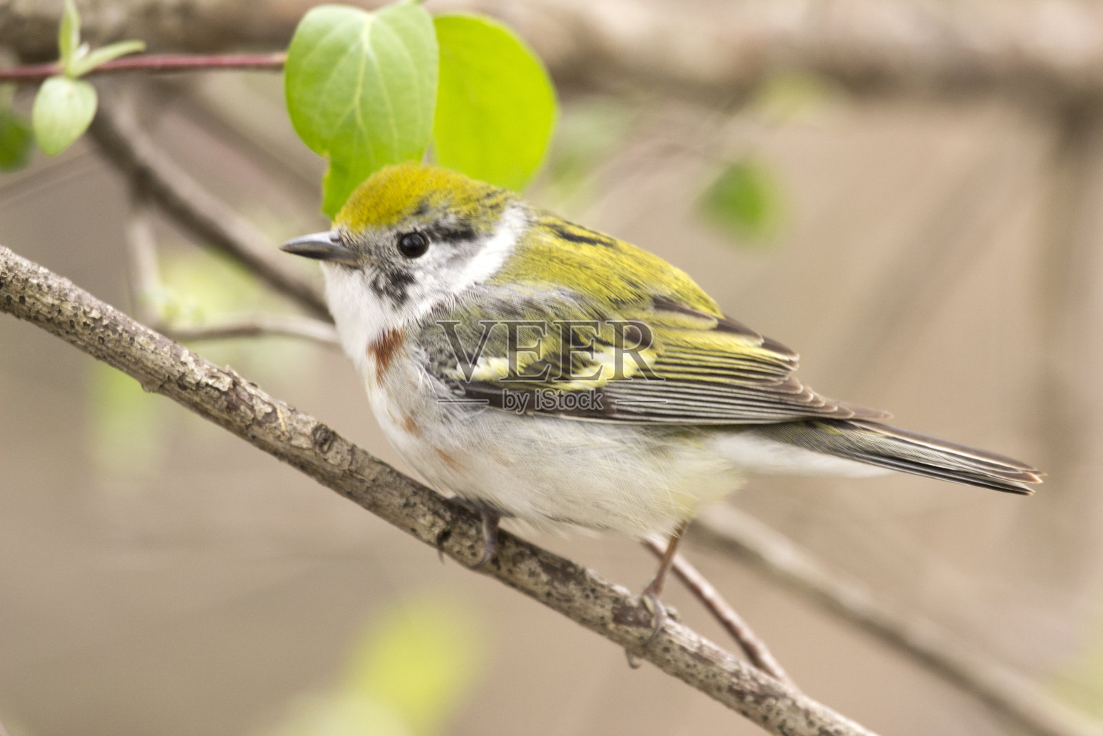 栗站莺照片摄影图片