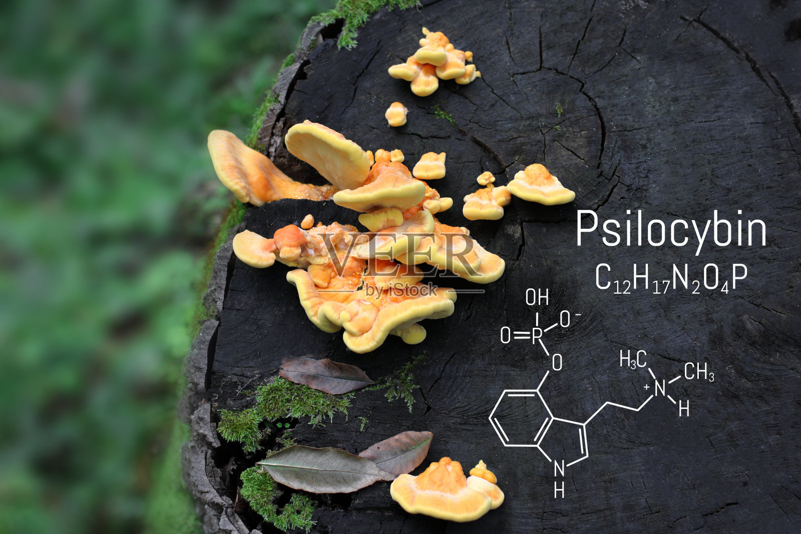 黑板上的裸盖菇素化学式和魔法蘑菇。裸盖菇素蘑菇,一种引起幻觉的迷幻药照片摄影图片