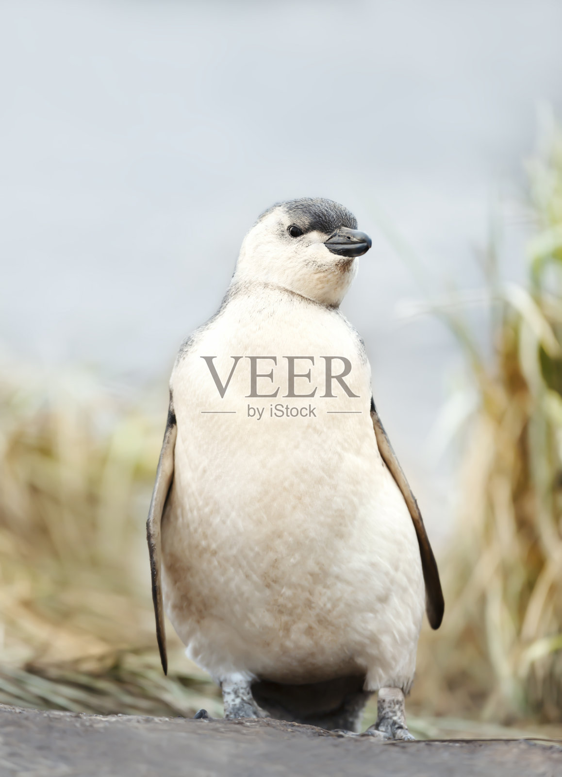 麦哲伦企鹅小企鹅站在福克兰群岛的沙滩上照片摄影图片