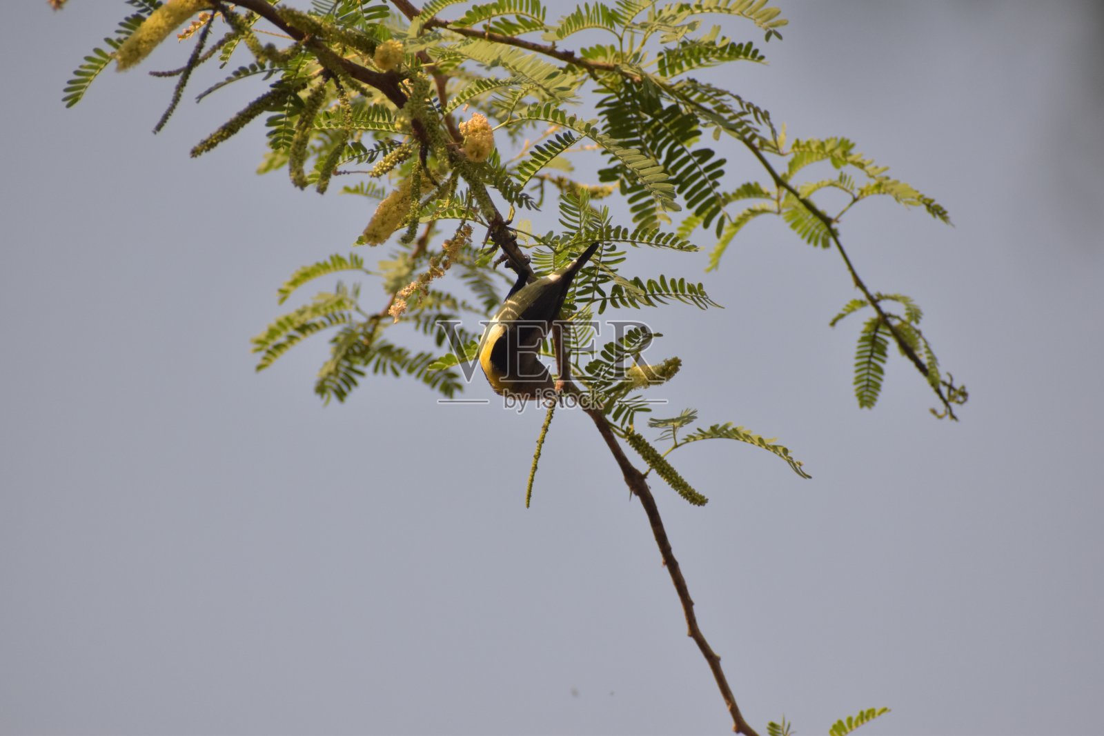 蜂鸟照片摄影图片