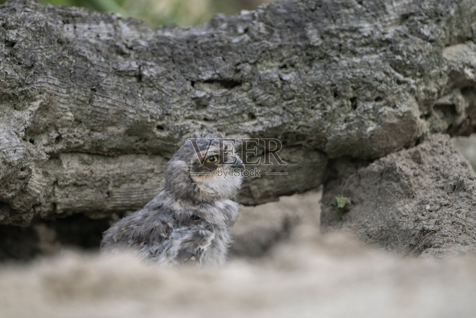 可爱美丽的幼年穴鸮(Athene cucularia)照片摄影图片