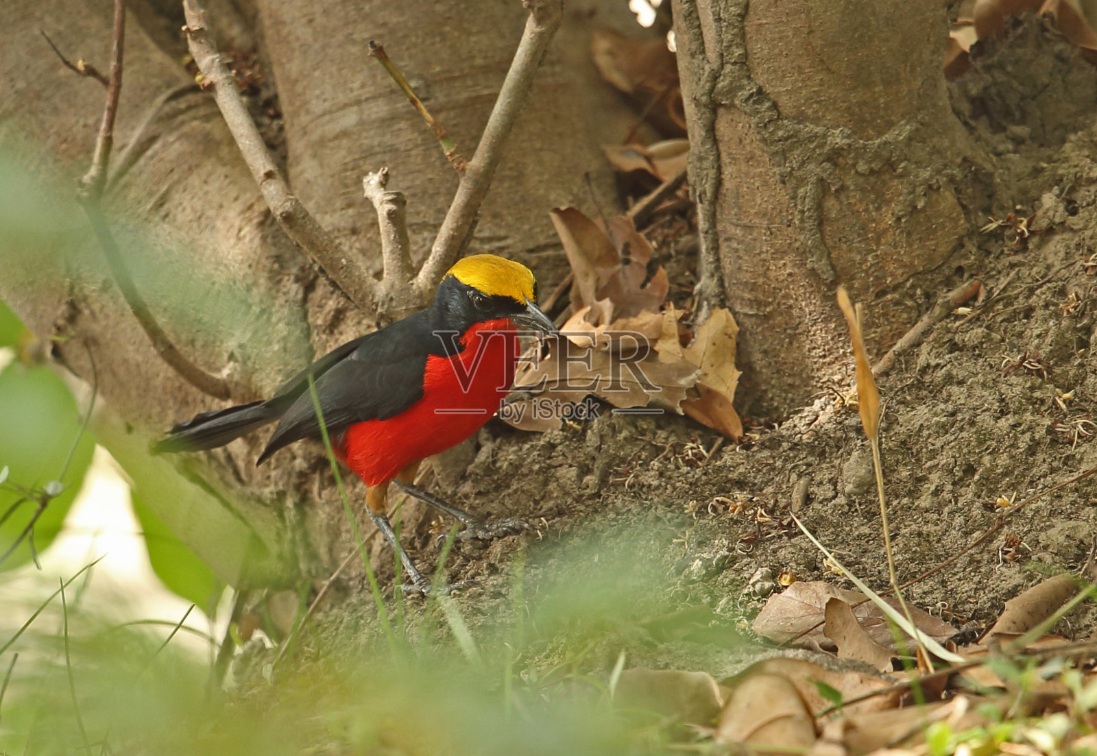 黄冠Gonolek照片摄影图片