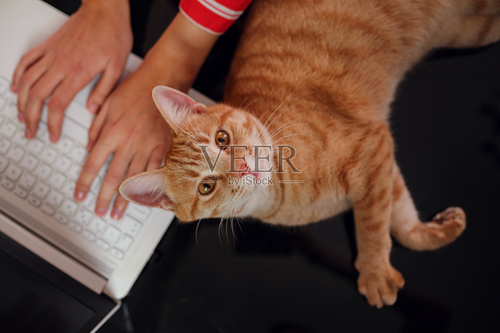 在家工作概念:电脑和猫,困难与乐趣照片摄影图片
