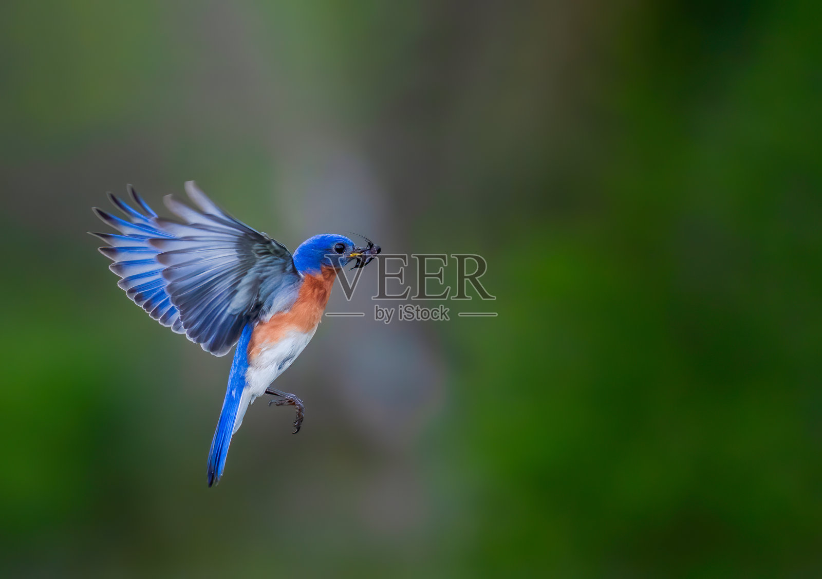 东方蓝知更鸟照片摄影图片