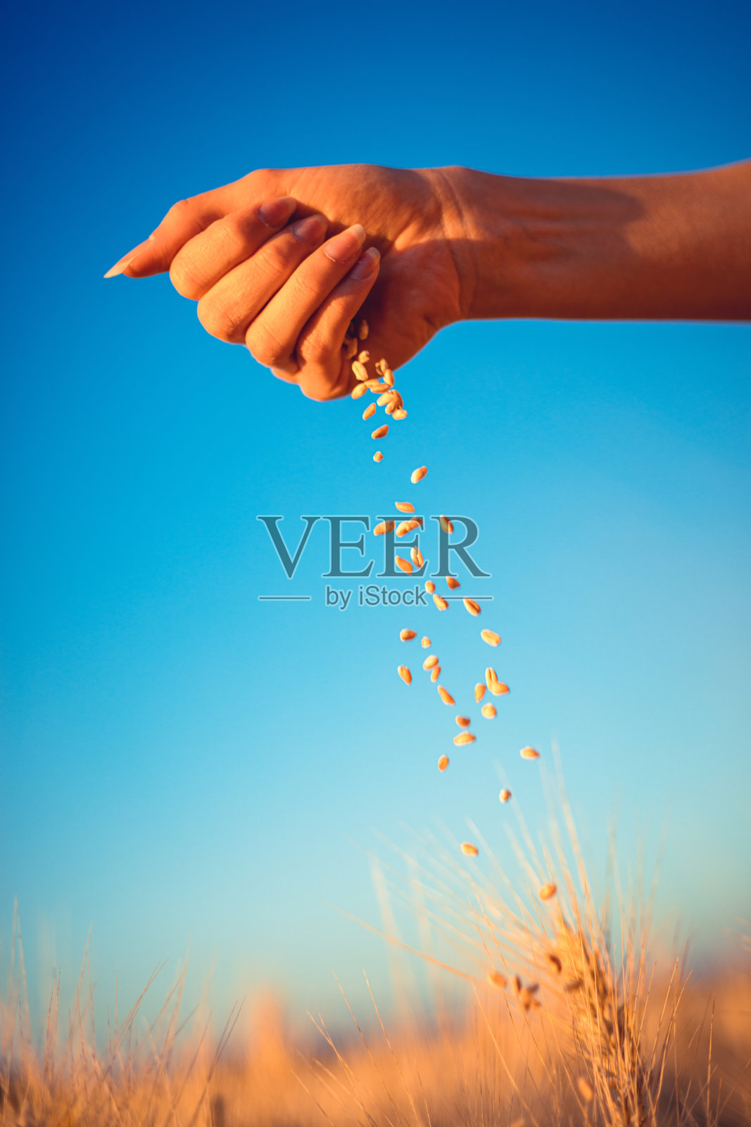 一个年轻的女孩,手里拿着麦田里的麦粒照片摄影图片