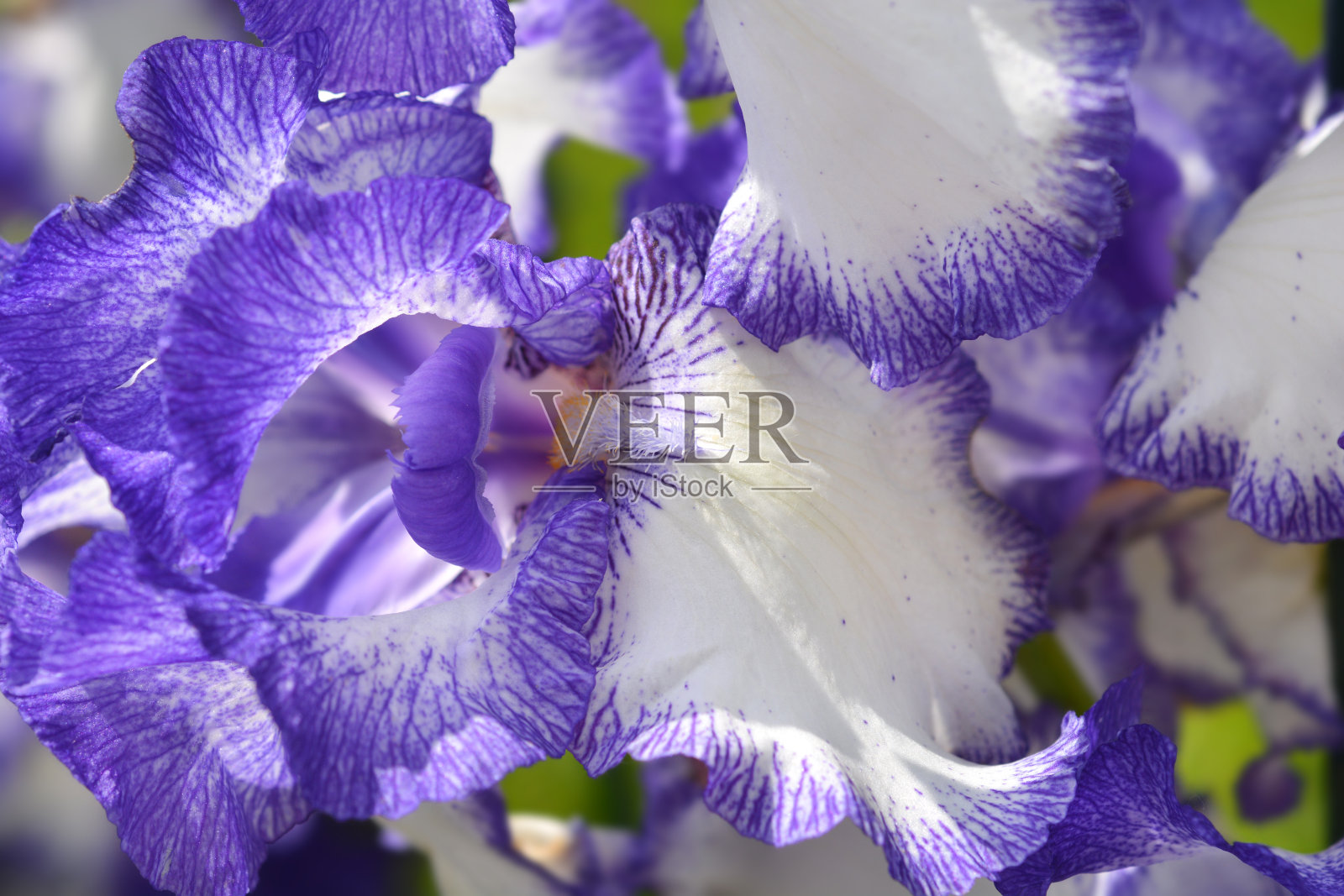 高高的有胡子的鸢尾花蓝色断奏照片摄影图片