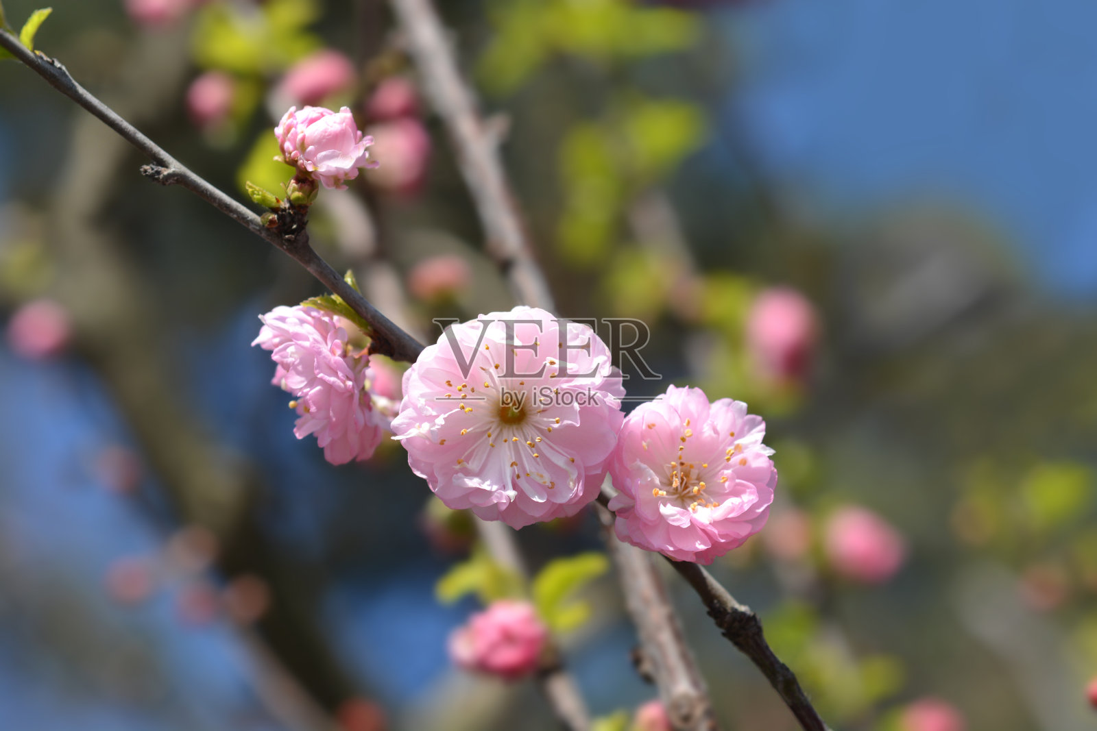 中国的玫瑰照片摄影图片