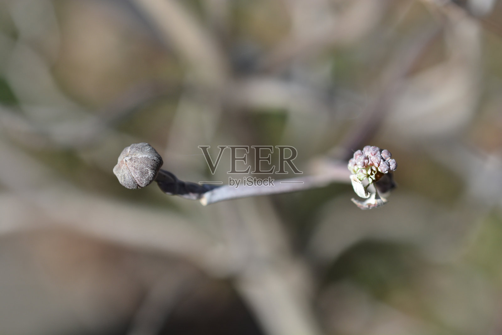 开花山茱萸切罗基酋长照片摄影图片