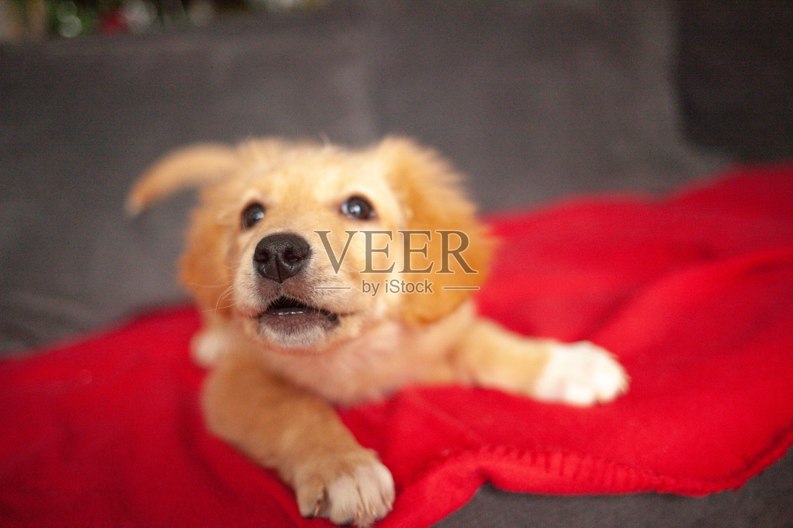 金色拉布拉多寻回小狗照片摄影图片