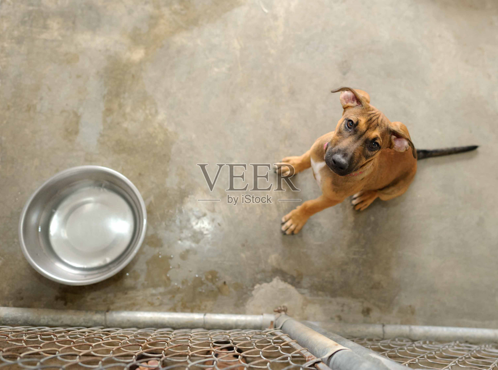 狗狗收容所领养竖版照片照片摄影图片