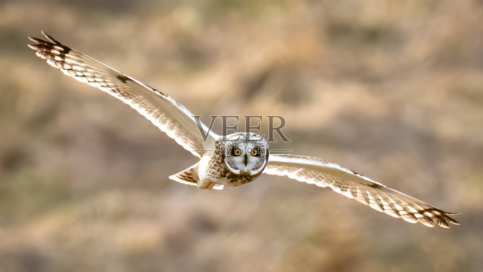 飞行中的短耳猫头鹰照片摄影图片