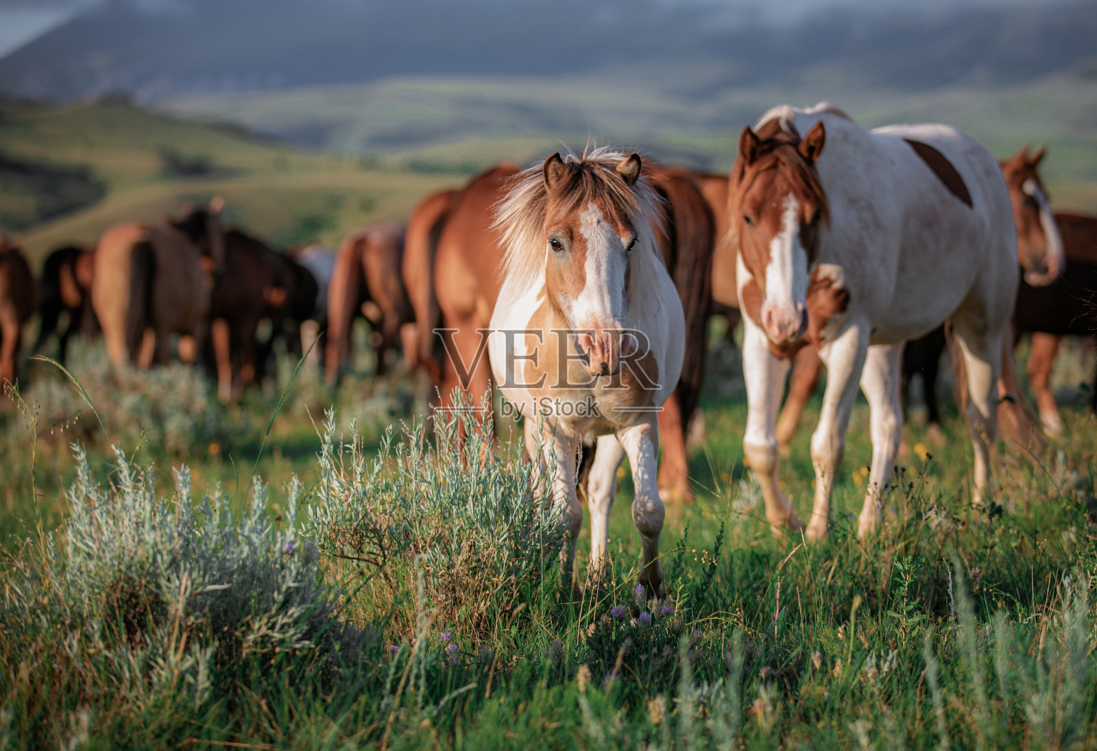 放牧的小马与牛群照片摄影图片