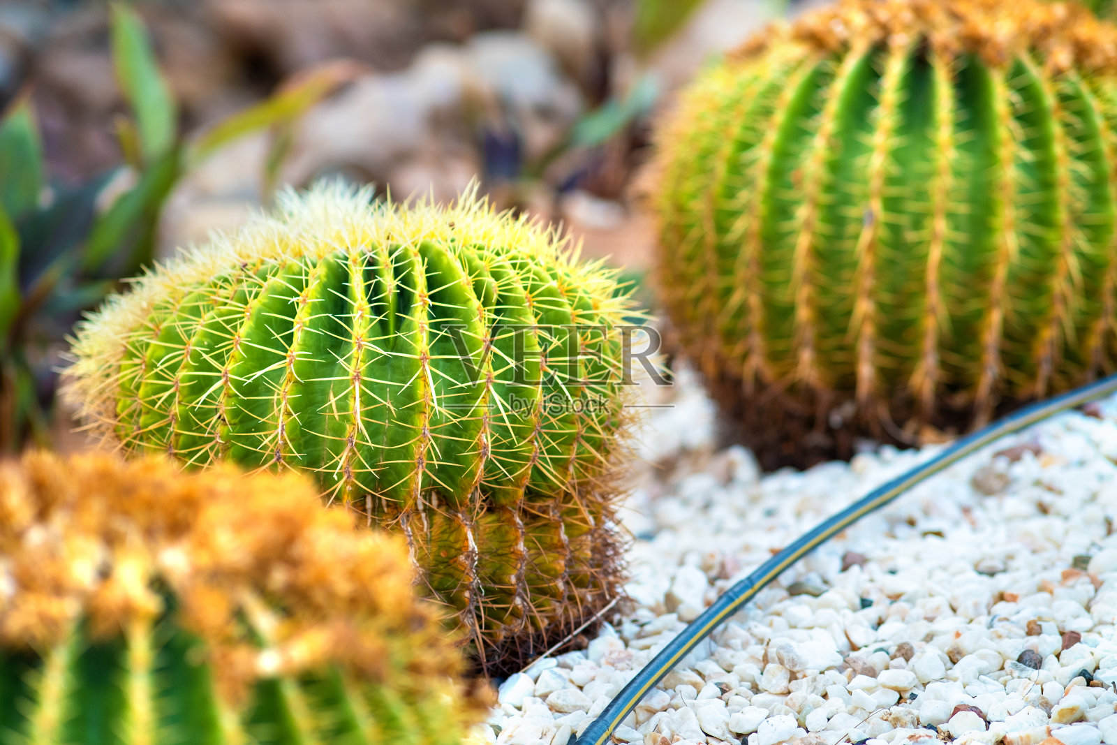 绿色圆形的热带仙人掌,带有尖锐的刺,生长在鹅卵石覆盖的地面上。照片摄影图片
