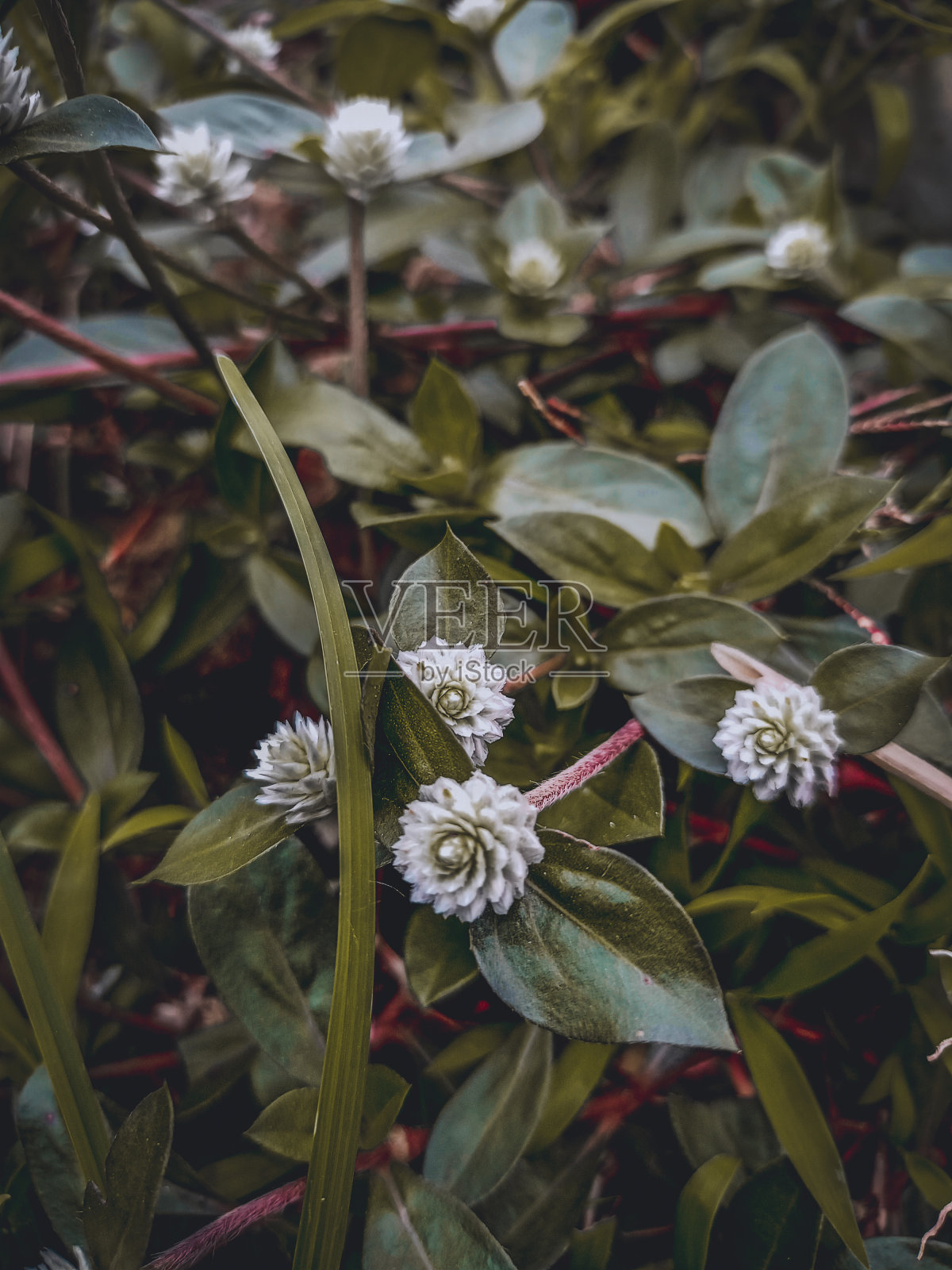 黑花照片摄影图片