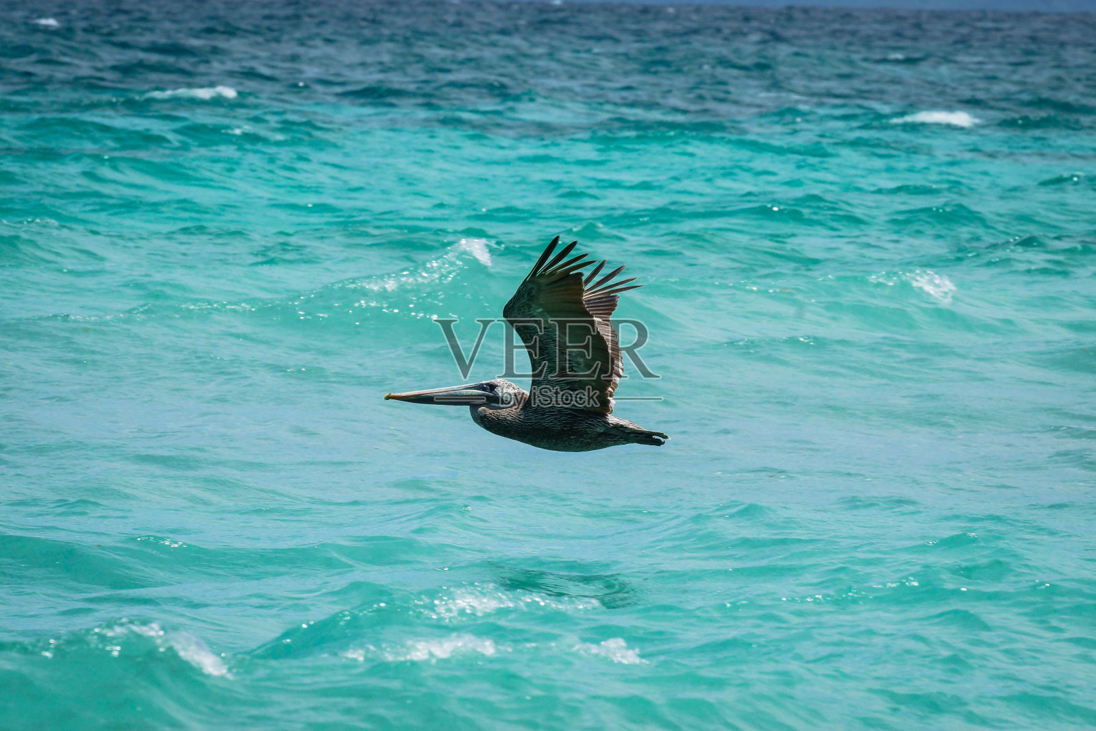 鹈鹕在海上飞翔照片摄影图片